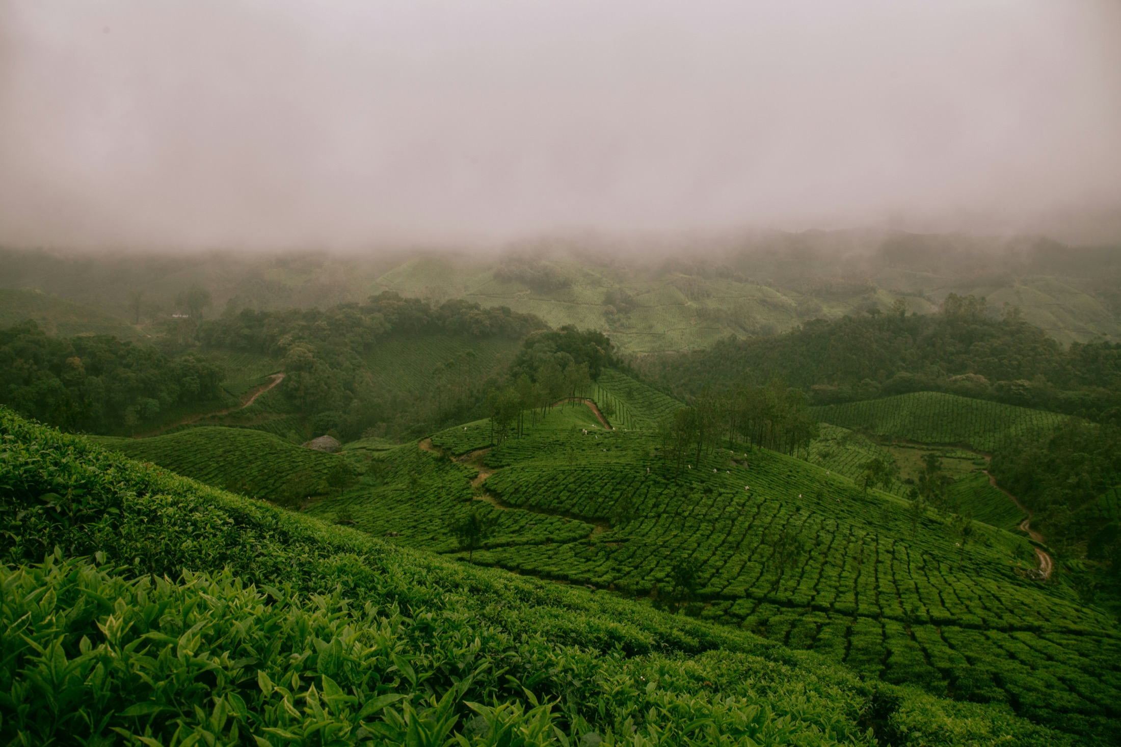 Mist over green tea mountains